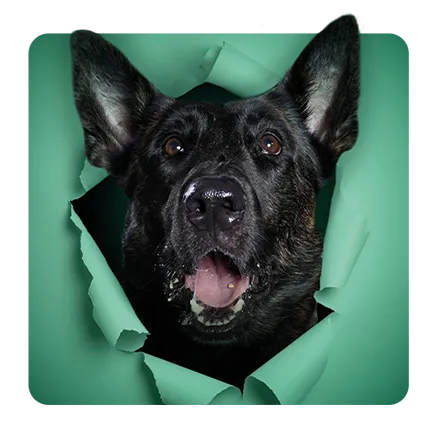 Miembro del equipo directivo