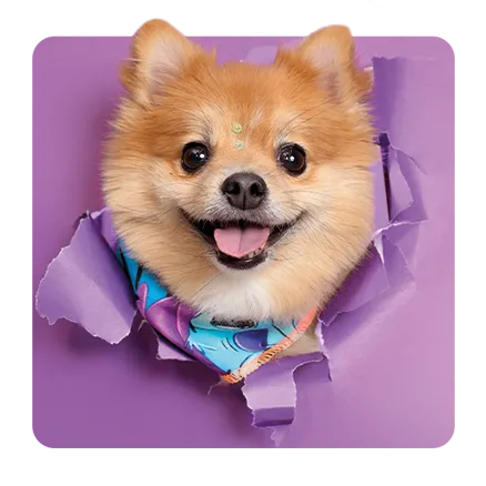 Miembro del equipo directivo