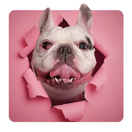 Miembro del equipo directivo