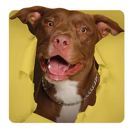 Miembro del equipo directivo