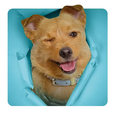 Miembro del equipo directivo