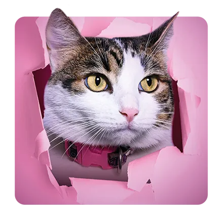 Miembro del equipo directivo